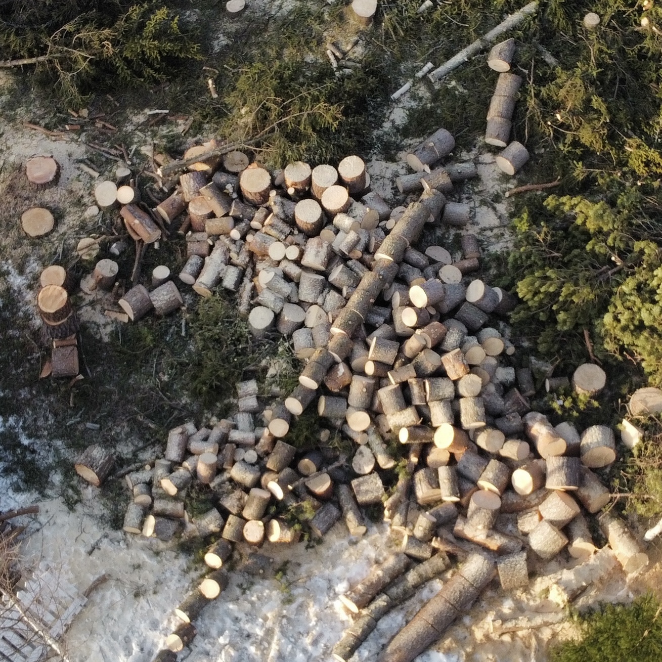 Hakattuja puita ilmasta kuvattuna